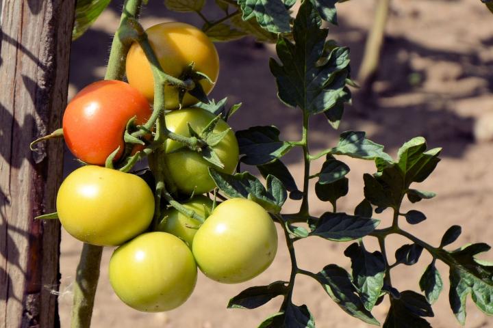 Tomatoes on the vine