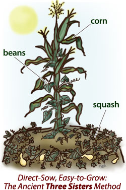 Image of Beans and corn companion plants