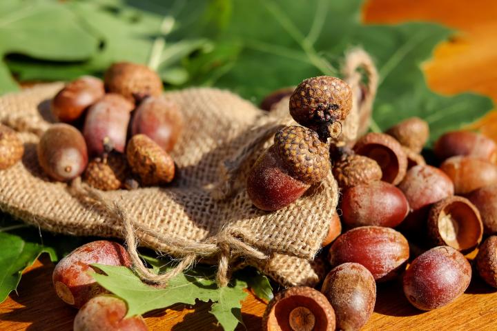 Acorns on a burlap sack with oak leaves