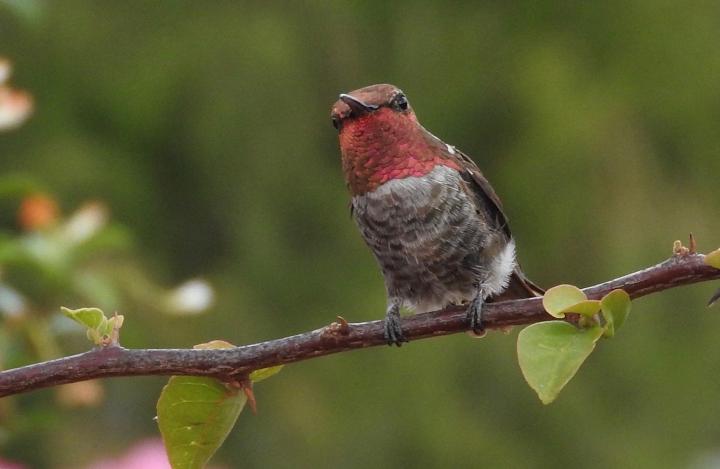 anna-hummingbird_full_width.jpg