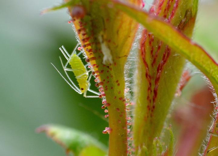 Aphid