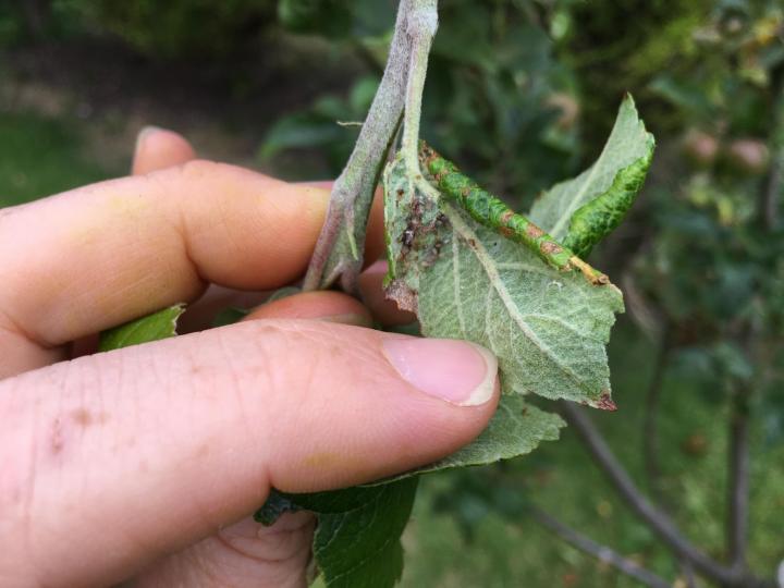 dark brown aphids on a leaf with a hand holding it