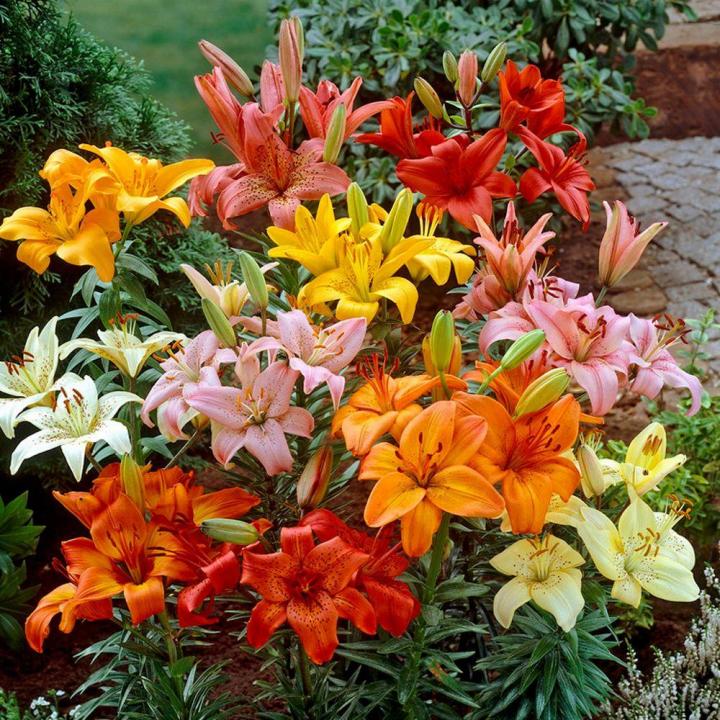 When to plant lily bulbs in garden