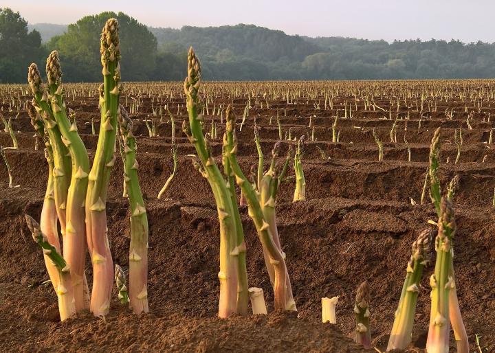 Asparagus in field