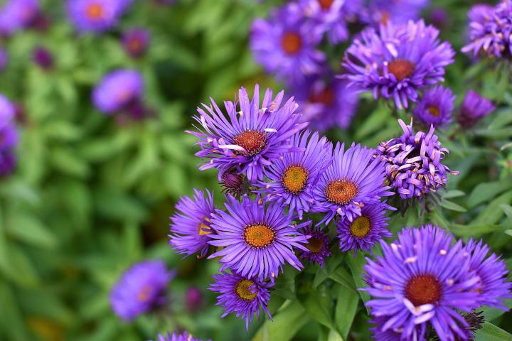 Purple Aster flowers