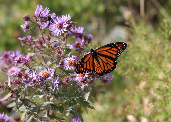 Aster flowers