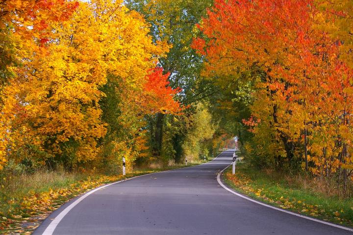two trees with fall foliage framing a road