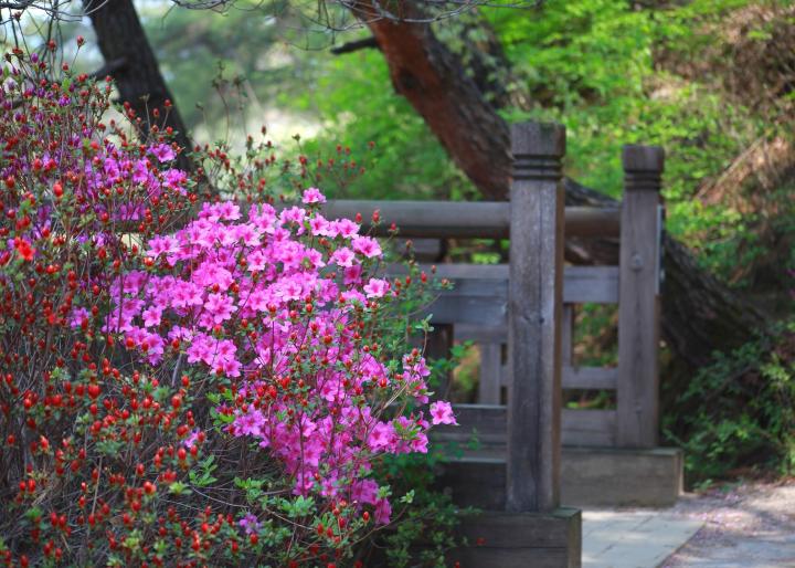 Azalea bush