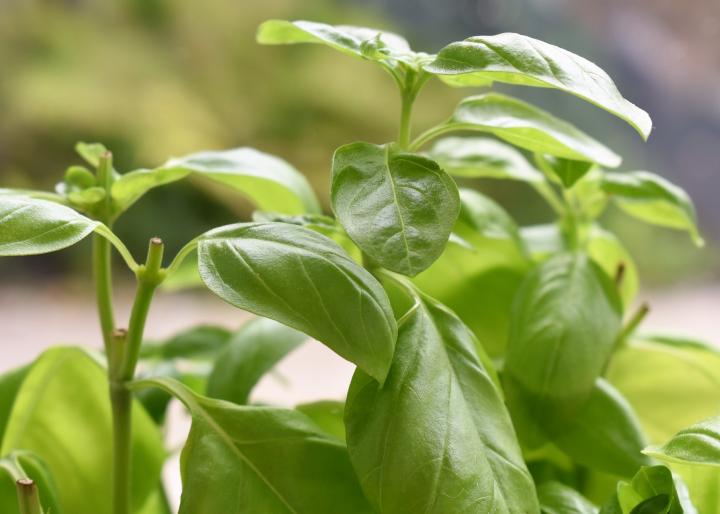 Basil herb