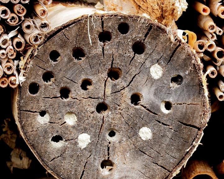 Mason bee nests in a log. Photo by Dominicus Johannes Bergsma