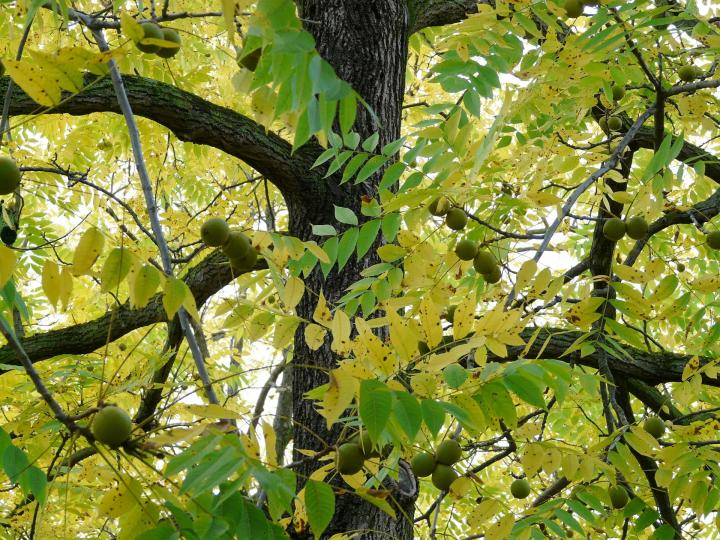 Schwarzwalnussbaum