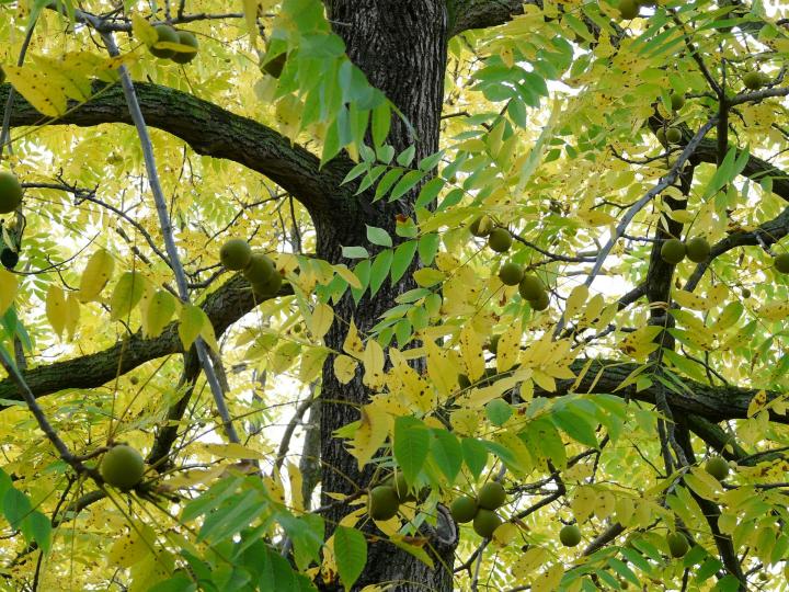 Black walnut tree