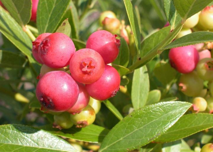 'Pink Lemonade' blueberries