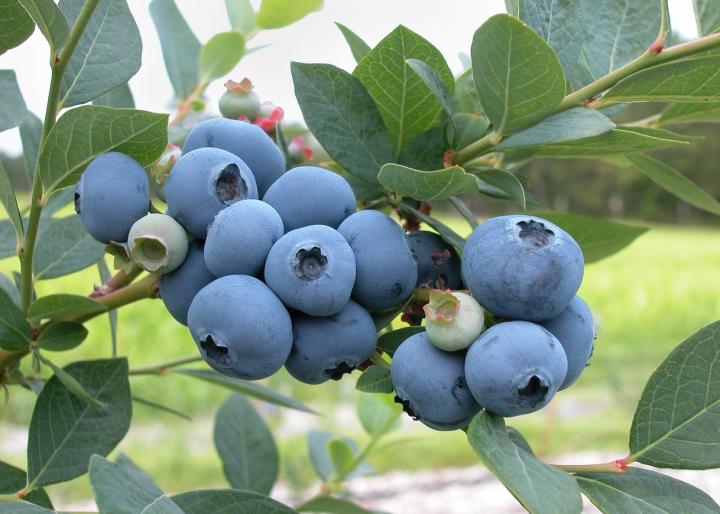 med hensyn til det samme neutral Blueberries: Planting, Growing, and Harvesting Blueberries at Home | The  Old Farmer's Almanac