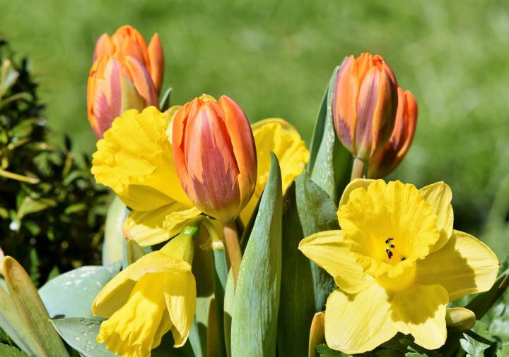 Zone Chart For Planting Flowers