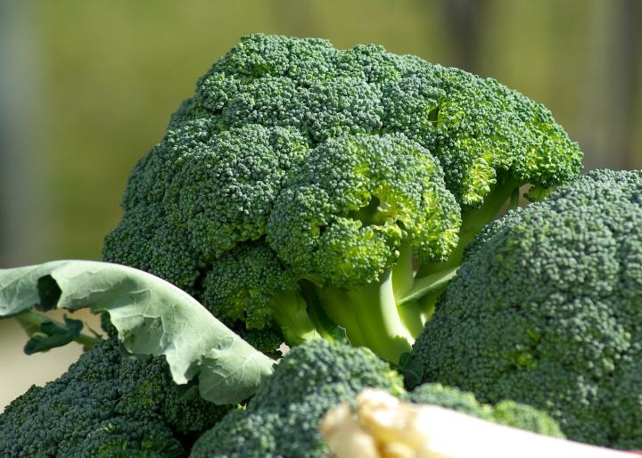 When to plant broccoli in arkansas?