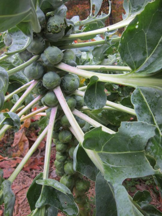 brussels-sprouts.jpg
