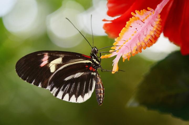 butterfly on a flower