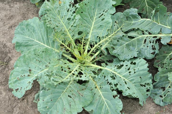 cabbage worm damage