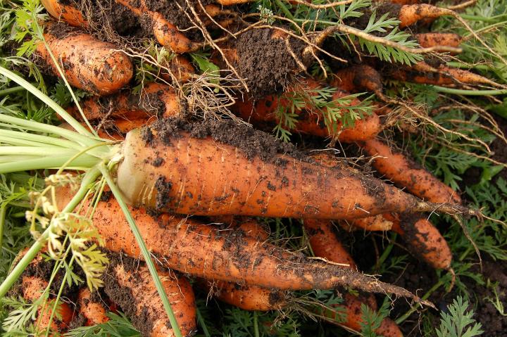 dirty Carrots straight from the garden harvest