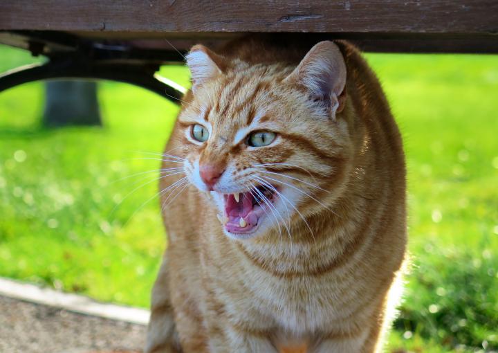 Is That Cat Angry or Frightened? - Catwatch Newsletter