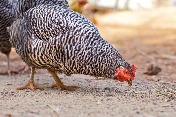 Black and white striped Barred Plymouth Rock chicken.