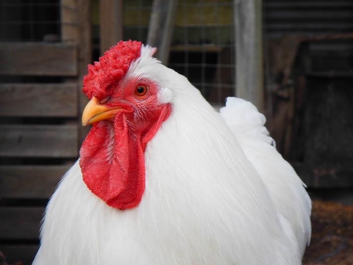 Raising Chickens 101 Choosing The Best Chicken Breeds For You The Old Farmer S Almanac