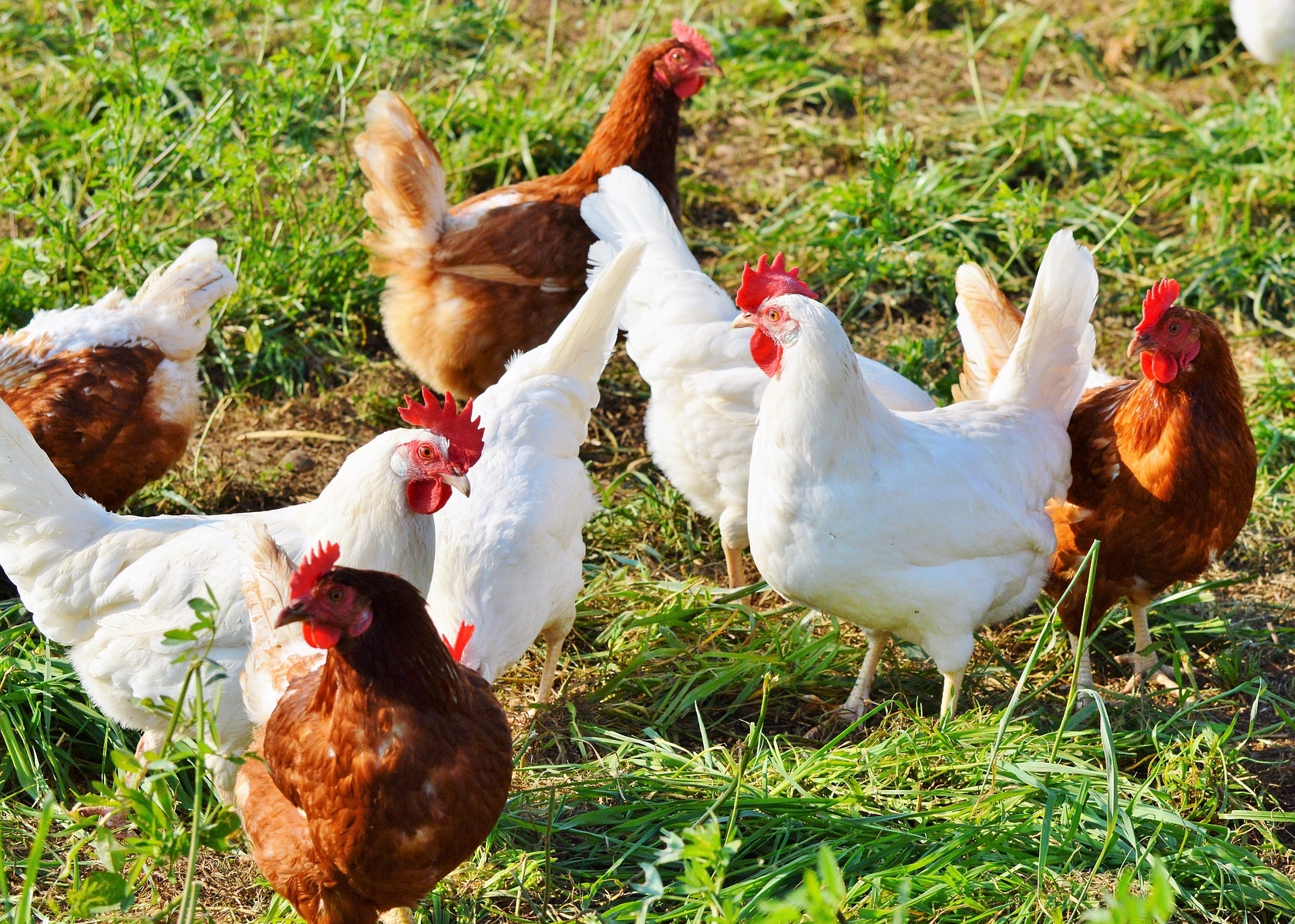 Chickens in Yard