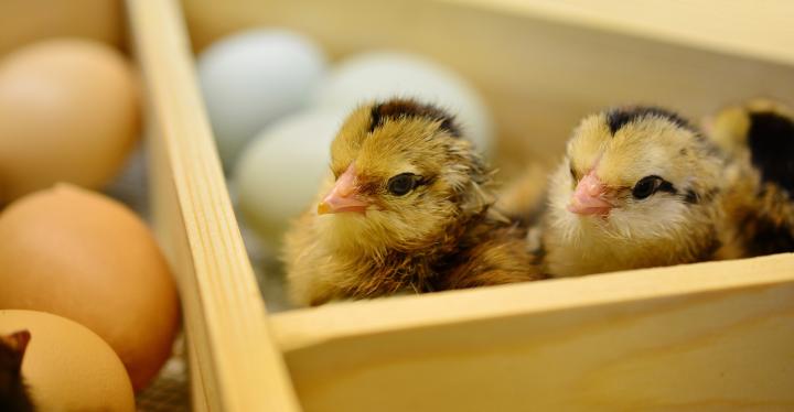 Hatching chicken eggs