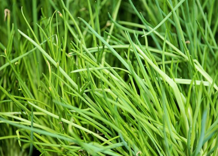 Chives growing in the ground