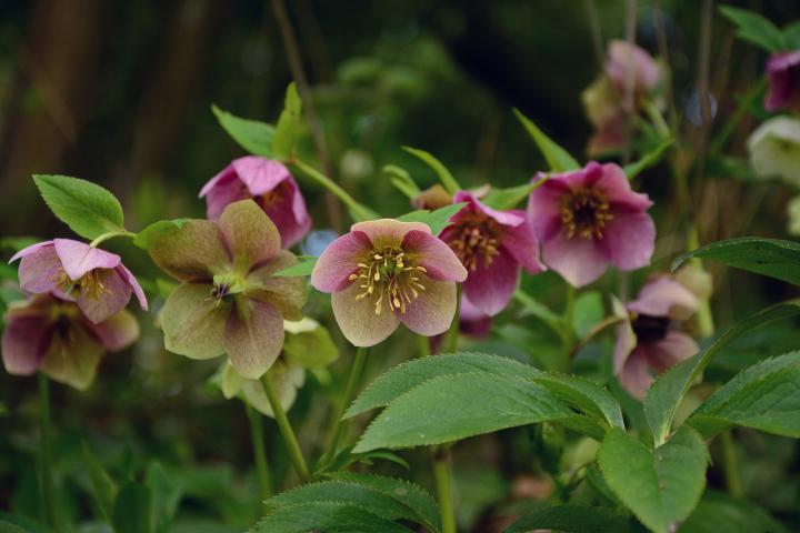 Hellebores