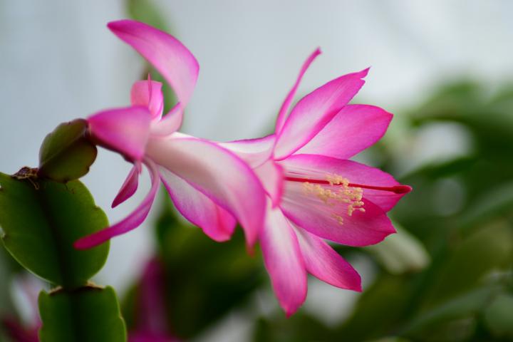 christmas-cactus-277691_1920_full_width.jpg