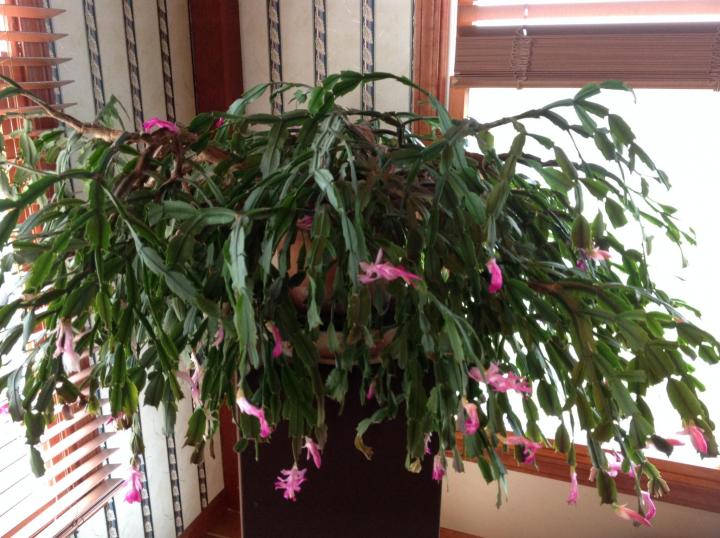 christmas-cactus_full_width.jpg