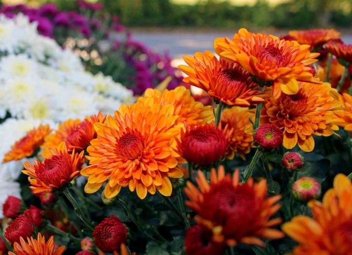 orange, white and red mums in the autumn