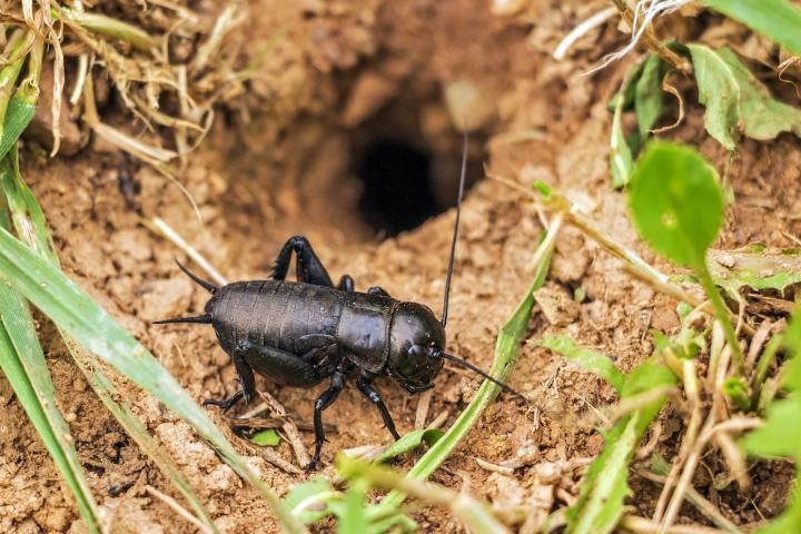 Cricket Facts and Keeping Crickets as Pets