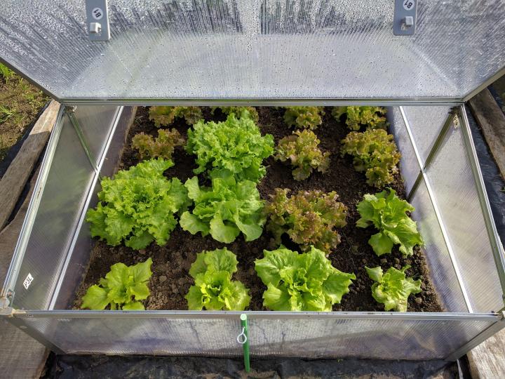 cold frame with lettuce