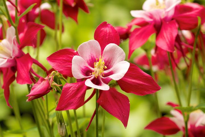 Columbine: How to Plant, Grow, and Care for Columbine Flowers | The Old  Farmer's Almanac