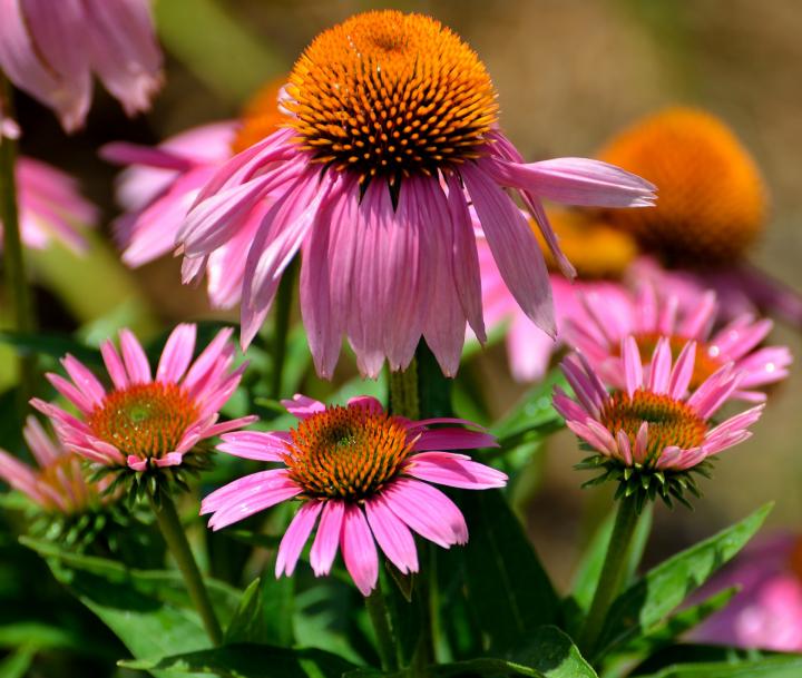 cone-flowers-1624684_1920_full_width.jpg