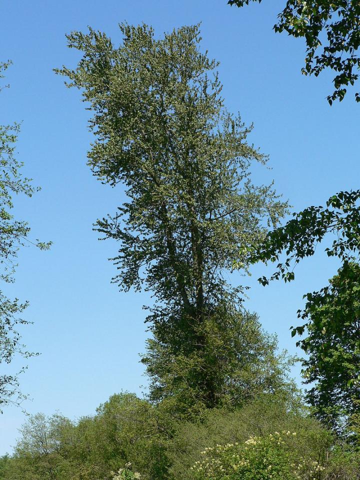 cottonwood_poplar_wsiegmund_wikimedia_full_width.jpg