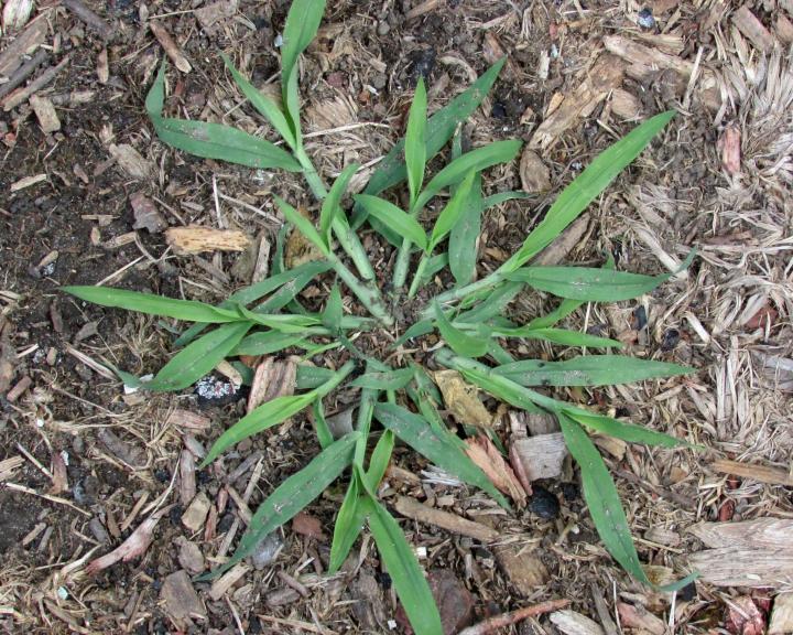 Crabgrass. Photo by R. Dyer, Bugwood.org