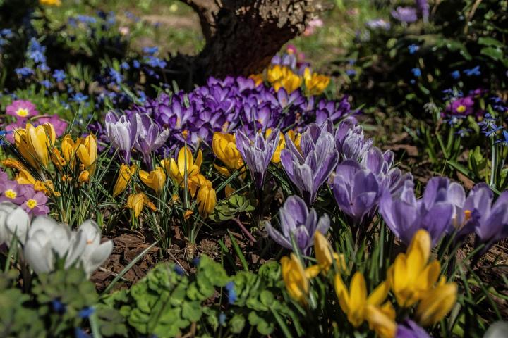 Crocuses