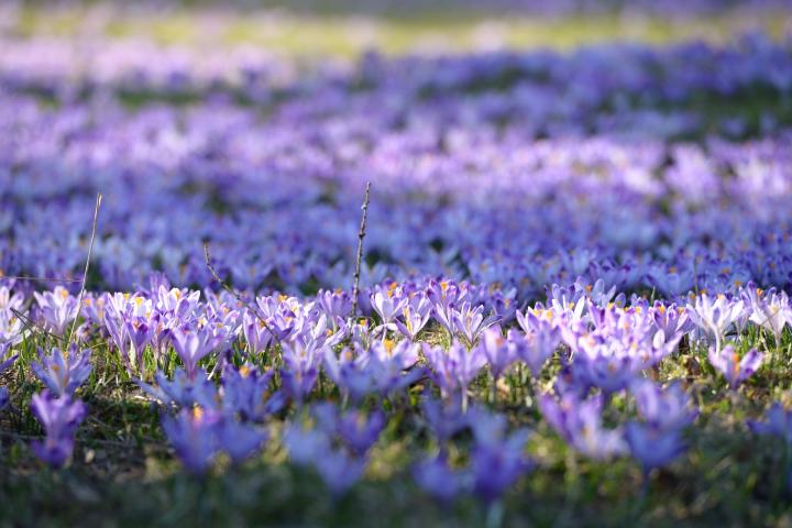 Crocus field spring