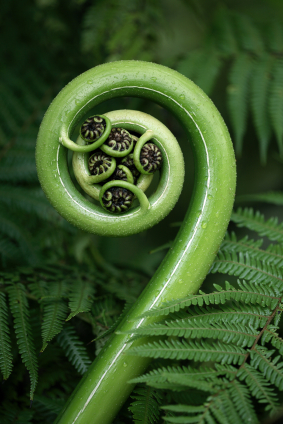 curled-fern-frond.jpg