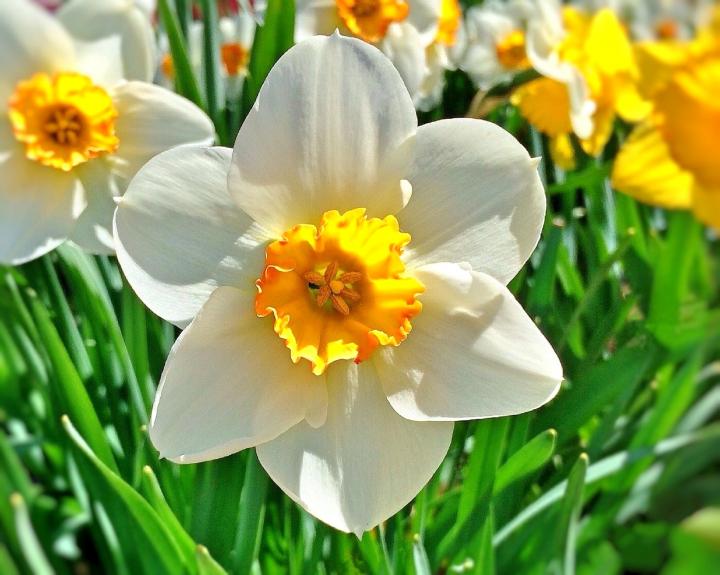 Birth Month Flower of March - The Daffodil