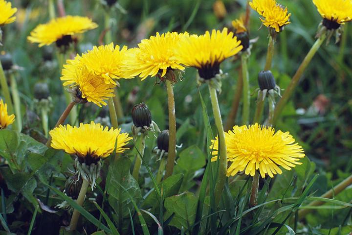 dandelions_full_width.jpg