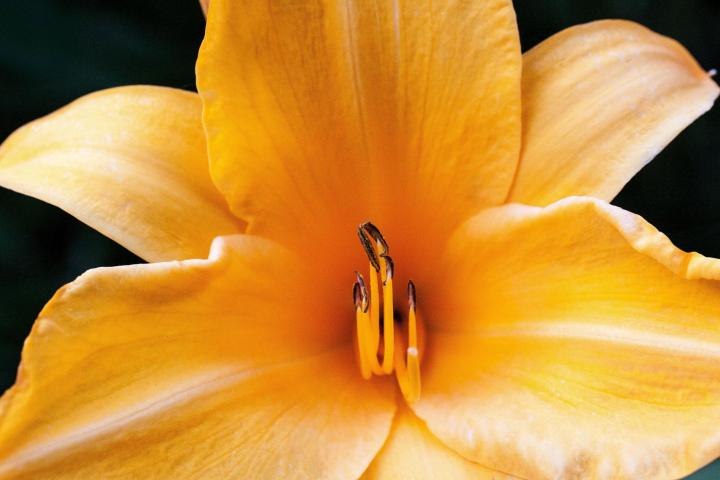 daylily-easy-perennial.jpg