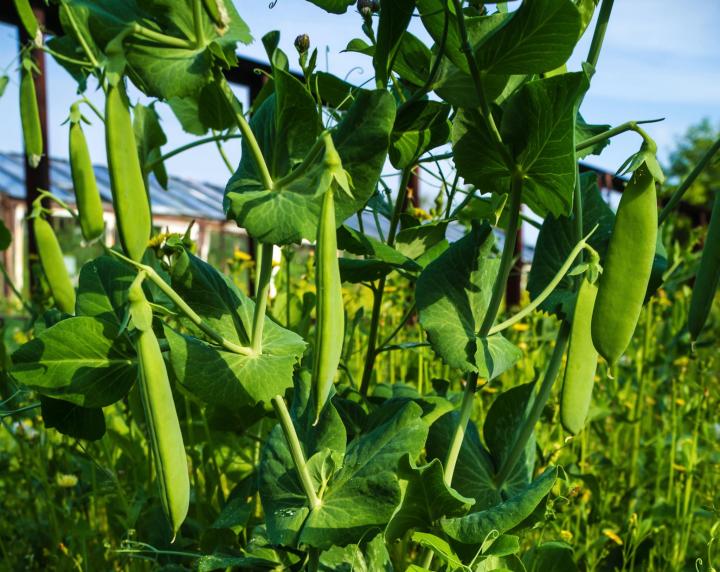 green sugar snap peas in the garden