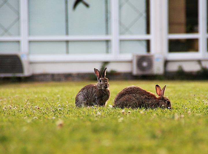 eastern cottontail bunnies in the yard