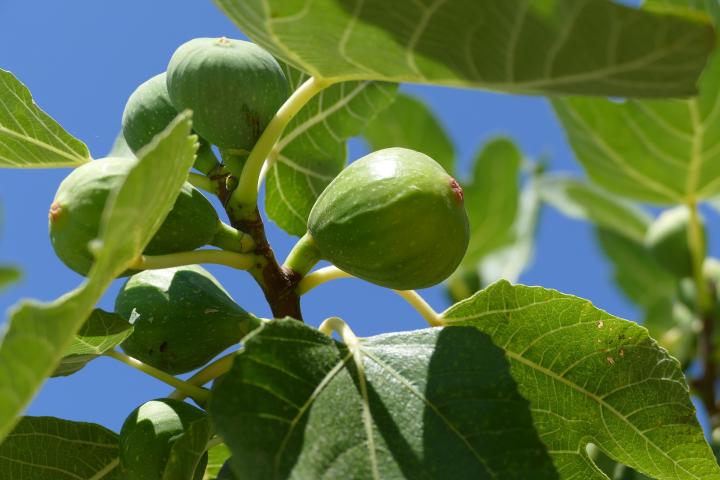 Fig Trees: Planting, and Harvesting Figs | The Old Farmer's Almanac