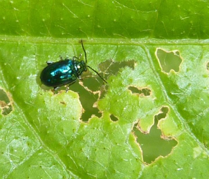 flea-beetle-identify-damage.jpg